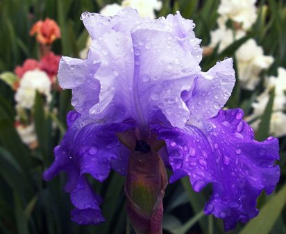 Overnight Sensation - tall bearded Iris