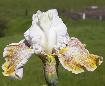 Owyhee Desert - fragrant tall bearded Iris