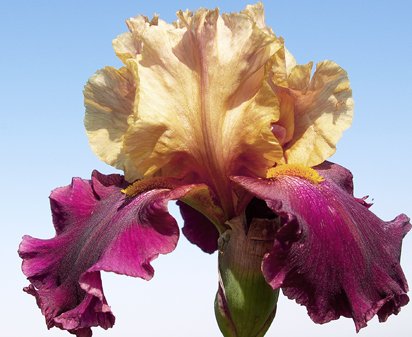 P. T. Barnum - tall bearded Iris