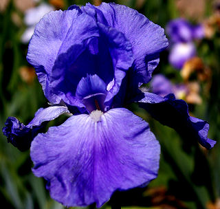 Pacific Panorama - tall bearded Iris