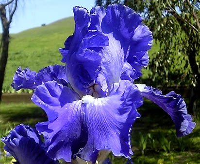 Pacific Tide - reblooming tall bearded Iris