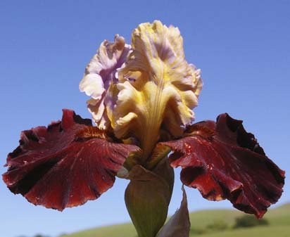 Pagan Mirth - tall bearded Iris