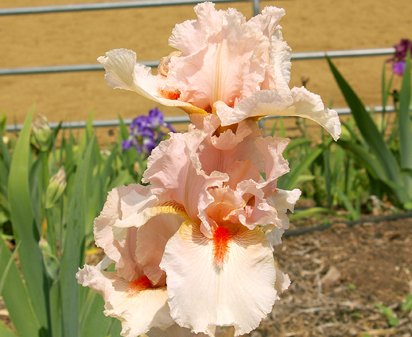 Pagan Pink - tall bearded Iris