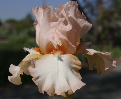 Pagan's Maiden - fragrant tall bearded Iris