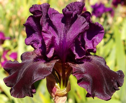 Paint It Black - reblooming tall bearded Iris