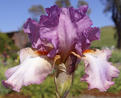 Painted Clouds - tall bearded Iris