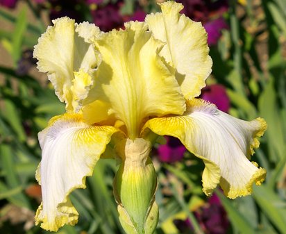 Painted Porcelain - tall bearded Iris
