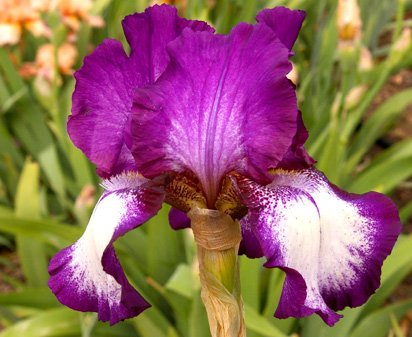 Palace Gossip - tall bearded Iris
