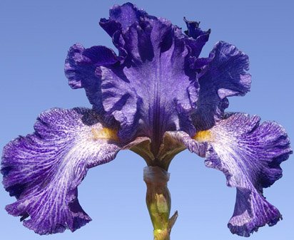 Palm Reader - tall bearded Iris