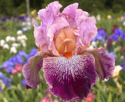Panama Hattie - tall bearded Iris