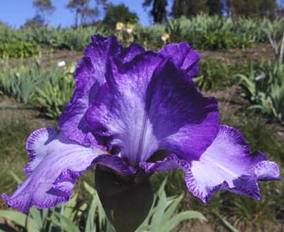 Pandora's Perfecta - tall bearded Iris