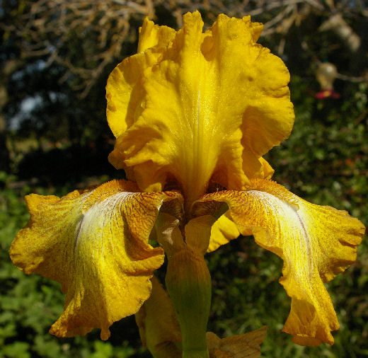 Panocha - tall bearded Iris