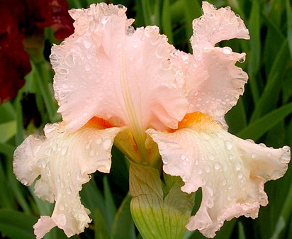 Paradise - reblooming tall bearded Iris