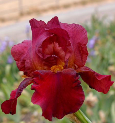 Paris Lights - tall bearded Iris