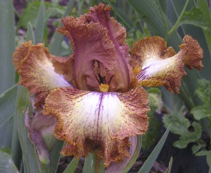 Parquet Lady - fragrant border bearded Iris