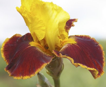 Pass The Shades - fragrant tall bearded Iris