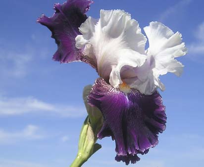 Pass The Wine - reblooming tall bearded Iris