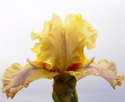 Passion Flower - tall bearded Iris