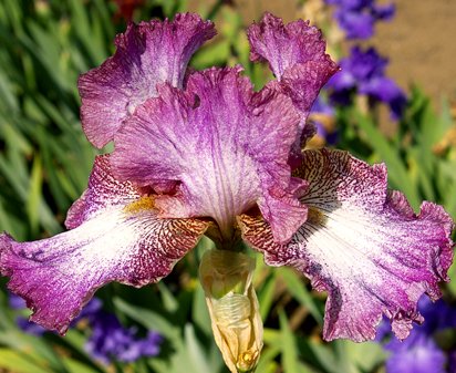 Patterns - tall bearded Iris