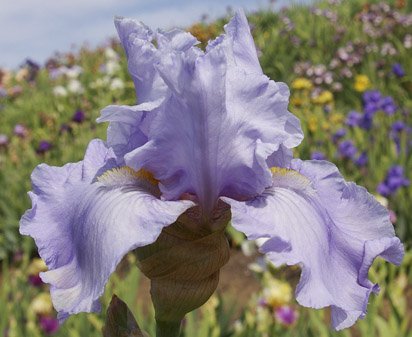 Peaceful Persuasion - fragrant tall bearded Iris