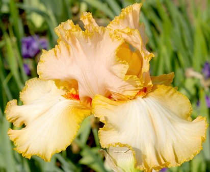 Peach Bisque - tall bearded Iris