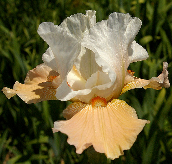 Peach Petals - border bearded Iris