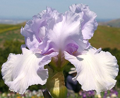 Pearl of Lavender - tall bearded Iris