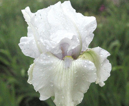 Pearls of Autumn - reblooming tall bearded Iris