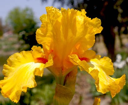 Pedigree - tall bearded Iris