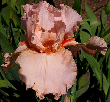 Peggy Sue | Tall bearded Iris - Nola's Iris Gardens