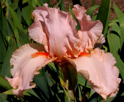 Peggy Sue - fragrant reblooming tall bearded Iris