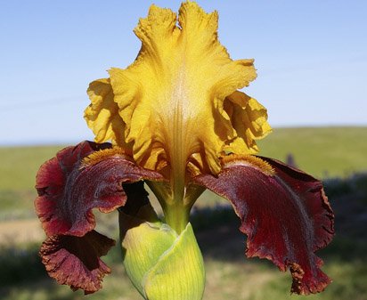 Peking Summer - tall bearded Iris