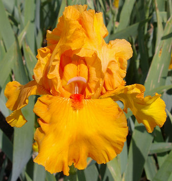 Penny Lane - fragrant tall bearded Iris