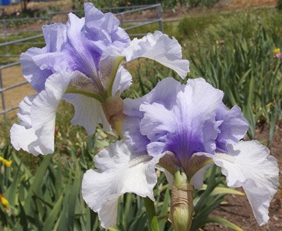 Perfect Couple - reblooming tall bearded Iris