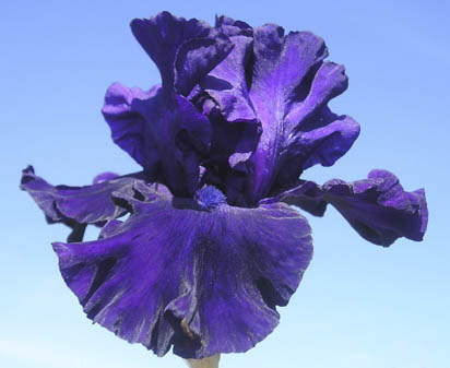 Perfect Pitch - fragrant reblooming tall bearded Iris
