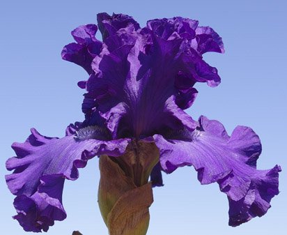 Perfect Touch - tall bearded Iris