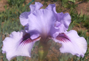 Perry Dyer - Arilbred Iris