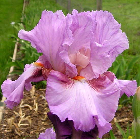 Persian Berry - reblooming tall bearded Iris