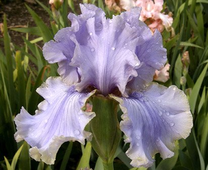 Pewter Treasure - tall bearded Iris