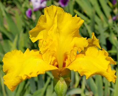 Phaeton - tall bearded Iris