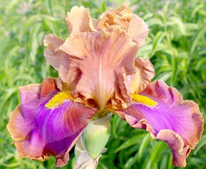 Pheasant Feathers - tall bearded Iris
