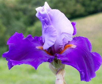 Physique - tall bearded Iris