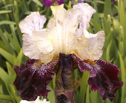 Piano Man - tall bearded Iris