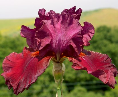 Picante - tall bearded Iris