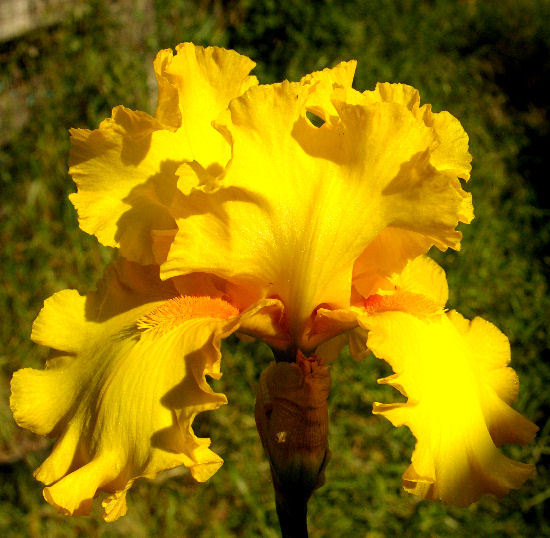 Picasso Moon - reblooming tall bearded Iris
