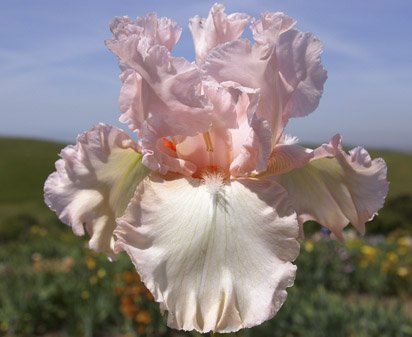 Pillow Fight - tall bearded Iris