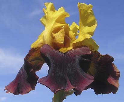 Pinball Wizard - fragrant reblooming tall bearded Iris