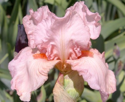 Pink Attraction - reblooming tall bearded Iris
