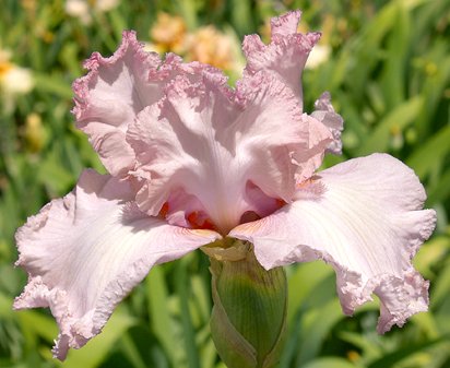 Pink Belle - tall bearded Iris