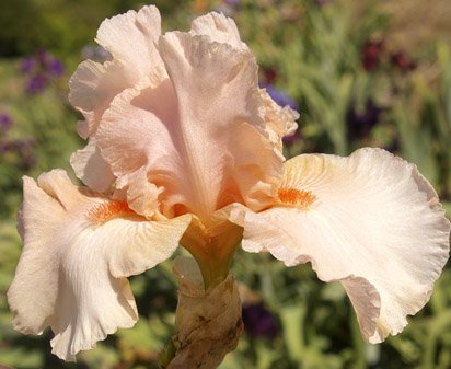 Pink Champagne - tall bearded Iris